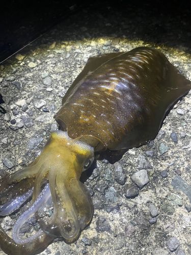 アオリイカの釣果