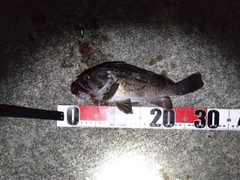 クロソイの釣果