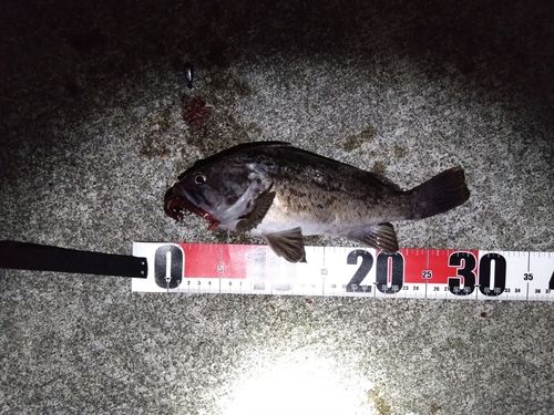 クロソイの釣果