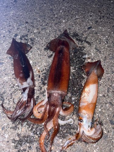 ムギイカの釣果