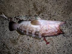 クエの釣果