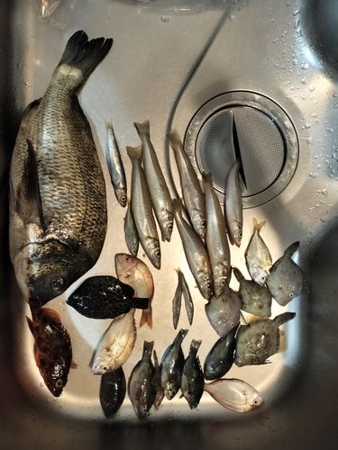 カワハギの釣果