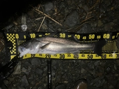マルスズキの釣果