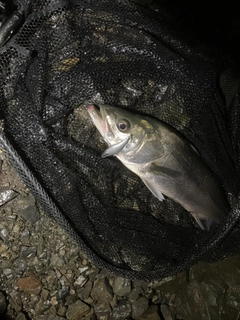 マルスズキの釣果