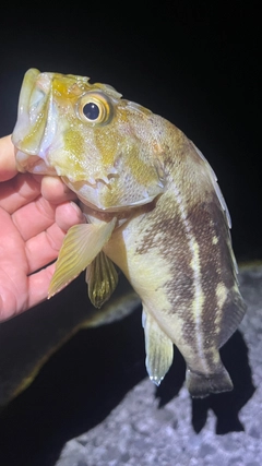 シマゾイの釣果