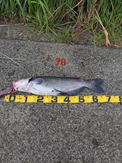 アメリカナマズの釣果