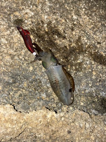 アオリイカの釣果