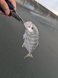 メッキの釣果