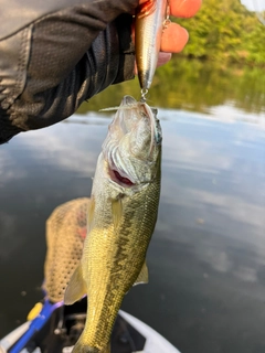 ラージマウスバスの釣果