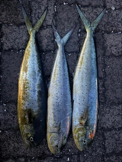 シイラの釣果