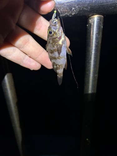 メバルの釣果