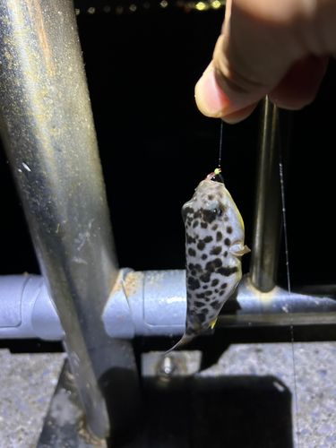 クサフグの釣果