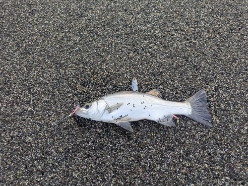 セイゴ（ヒラスズキ）の釣果
