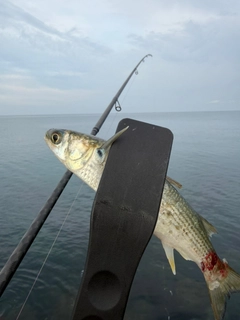 ボラの釣果
