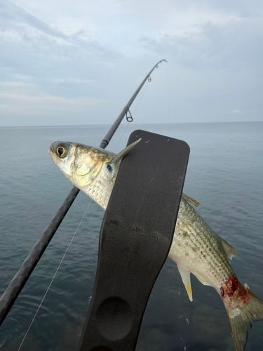 ボラの釣果