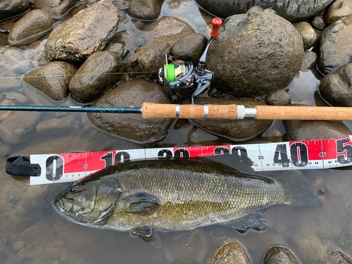 スモールマウスバスの釣果