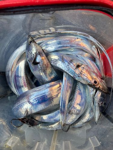 タチウオの釣果