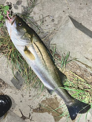 フッコ（マルスズキ）の釣果