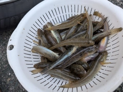 マハゼの釣果