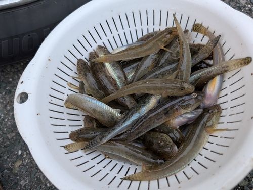 マハゼの釣果