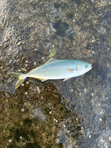 フクラギの釣果