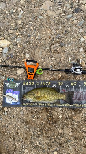 スモールマウスバスの釣果