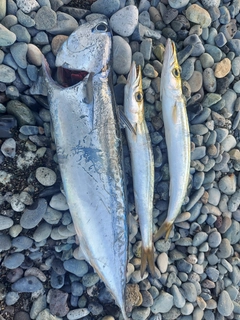 ソウダガツオの釣果