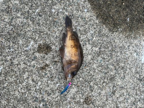 シロメバルの釣果