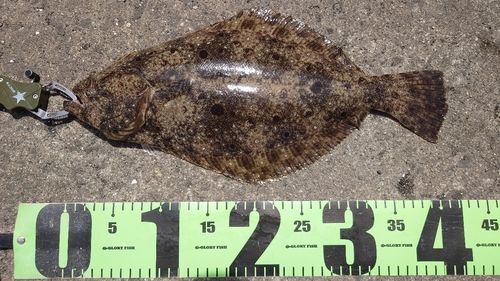 ヒラメの釣果