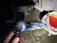 タチウオの釣果