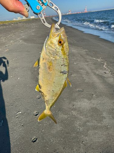 フクラギの釣果