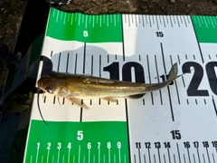 アメリカナマズの釣果