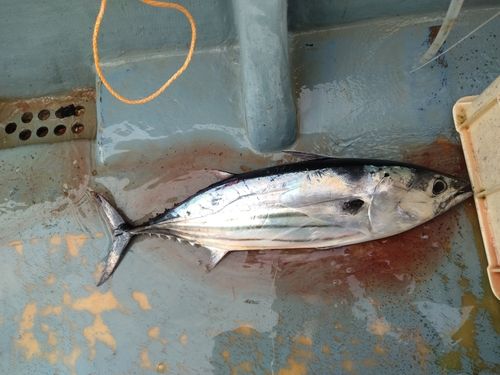 カツオの釣果