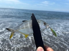 メッキの釣果