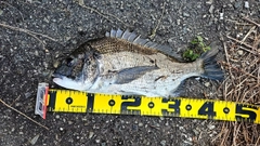 チヌの釣果