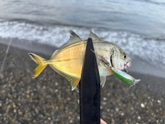 メッキの釣果