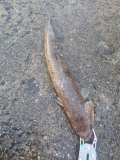 エソの釣果