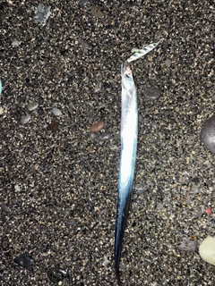 タチウオの釣果