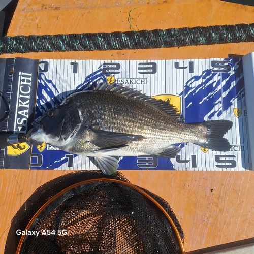 チヌの釣果