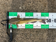 アメリカナマズの釣果