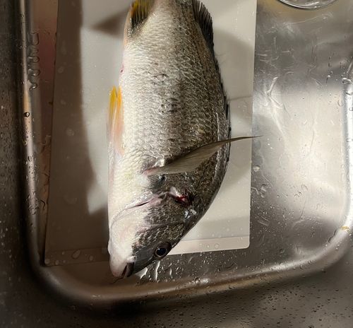 キビレの釣果