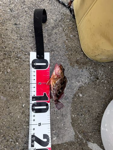 カサゴの釣果