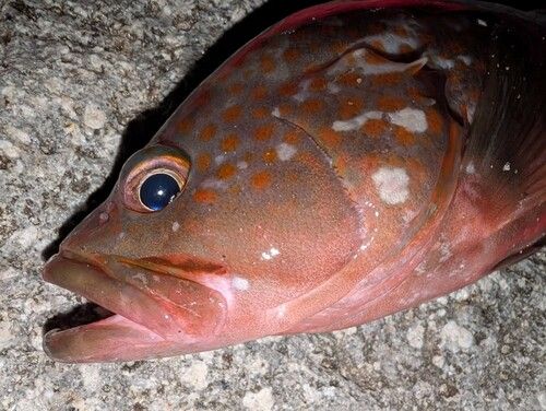 キジハタの釣果