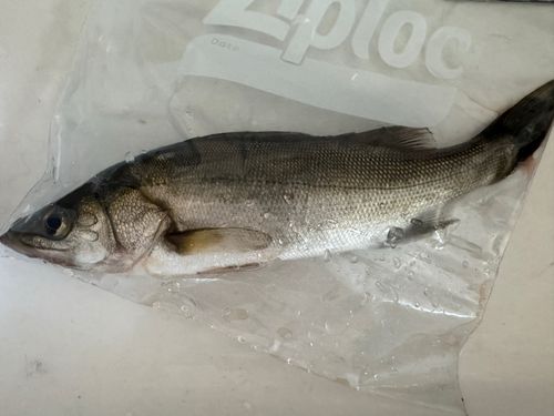 フッコ（ヒラスズキ）の釣果