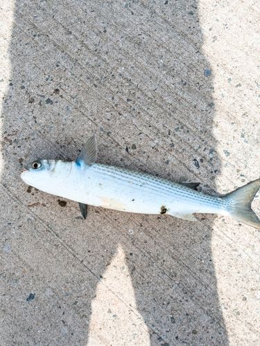 ボラの釣果