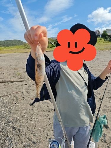 キスの釣果