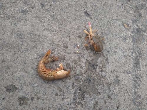 シャコの釣果