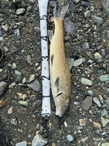 ニゴイの釣果