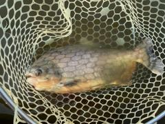 コロソマの釣果