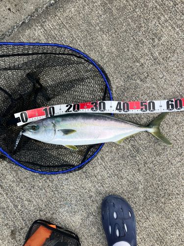 イナダの釣果